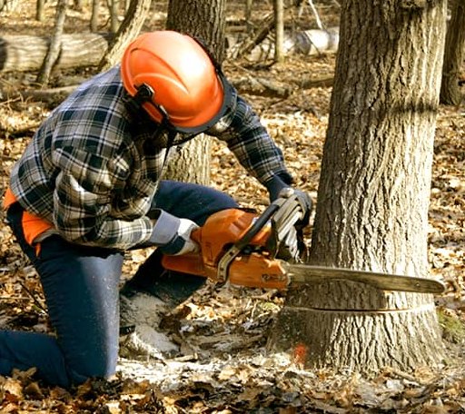 Tree Removal in Moline, MI